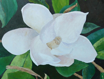 Florida.White Magnolia II